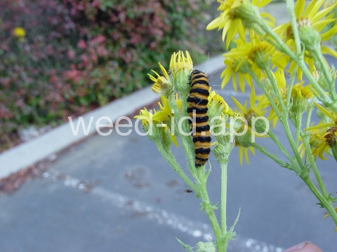 ragwort, tansy